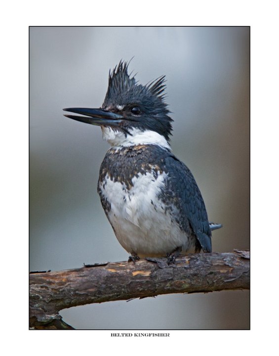 _1SB0101-1 belted kingfisher a85x11.jpg